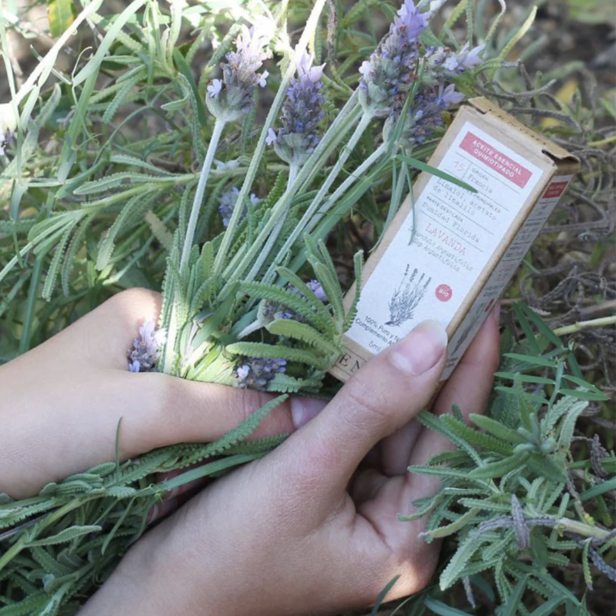 Aceites esenciales Fengui lavanda